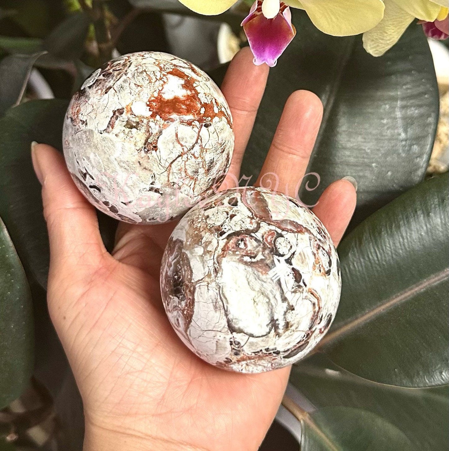 Wholesale Lot 4 to 5 Pcs Natural Money Agate Sphere Crystal Ball 2.8 to 3 lbs Nice Quality Healing