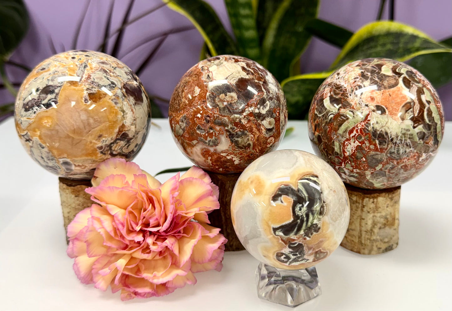 Wholesale Lot 3-4 Pcs Natural Money Agate Sphere Crystal Ball 2.8-3lbs Healing Energy