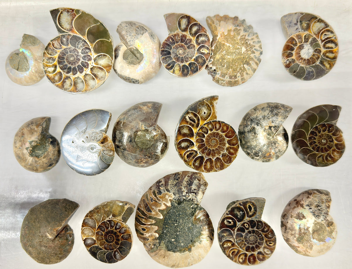 Wholesale Lot 1 lb Natural Ammonite Fossil Crystal Nice Quality Healing Energy