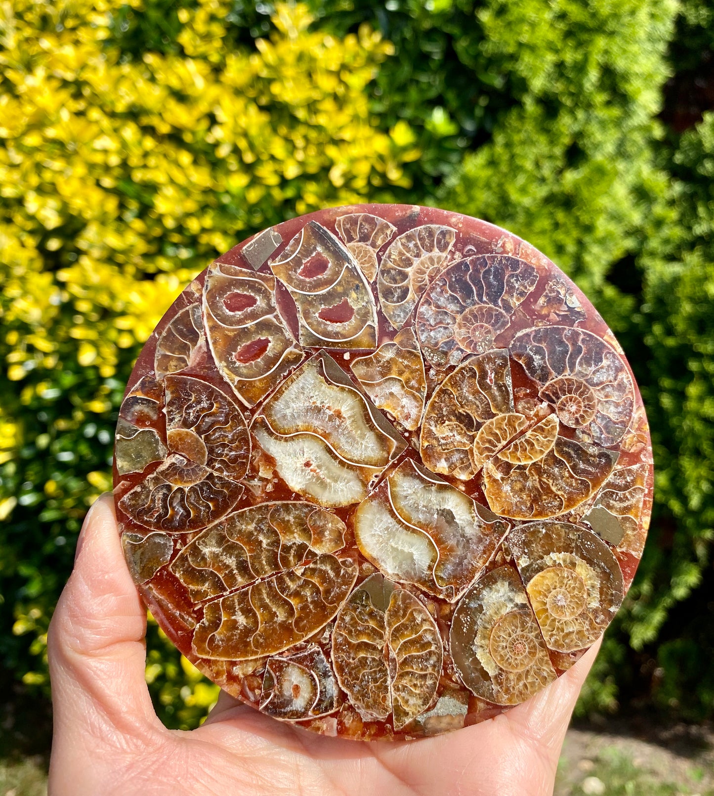 3 PCs Ammonite Fossil Disk 110mm