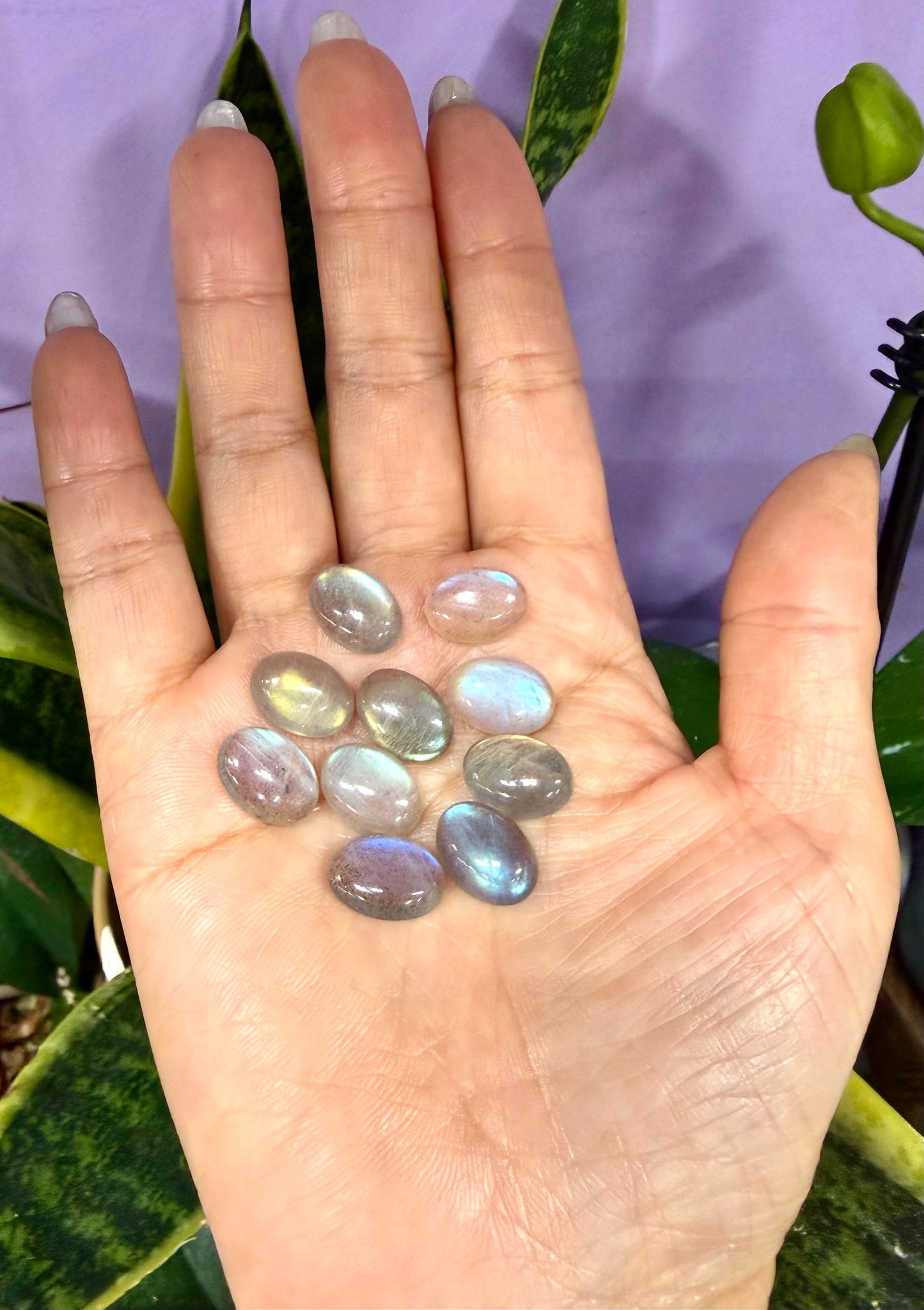 Wholesale Lot 10 pcs Natural Labradorite Cabochon Crystal Healing Energy ~10x14mm