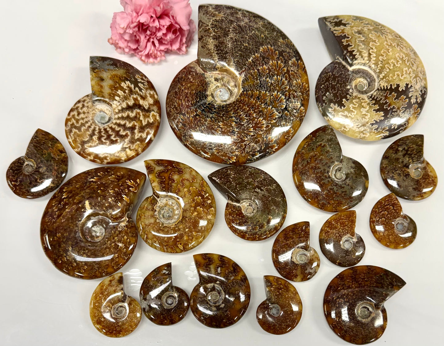 Wholesale Lot 3 lbs Natural Ammonite Fossil Crystal Healing Energy