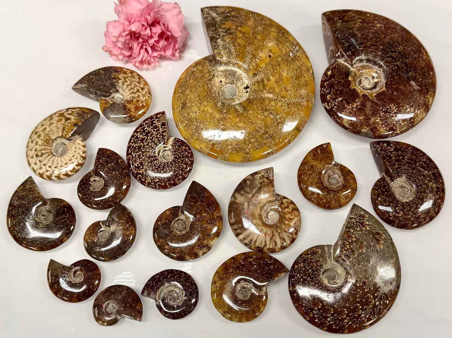Wholesale Lot 3 lbs Natural Ammonite Fossil Crystal Healing Energy