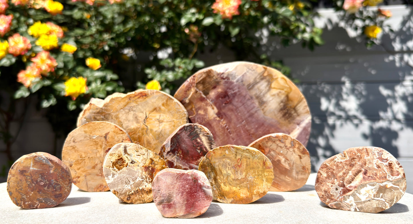 4 lbs Natural Petrified Wood Slabs Crystals Healing Energy
