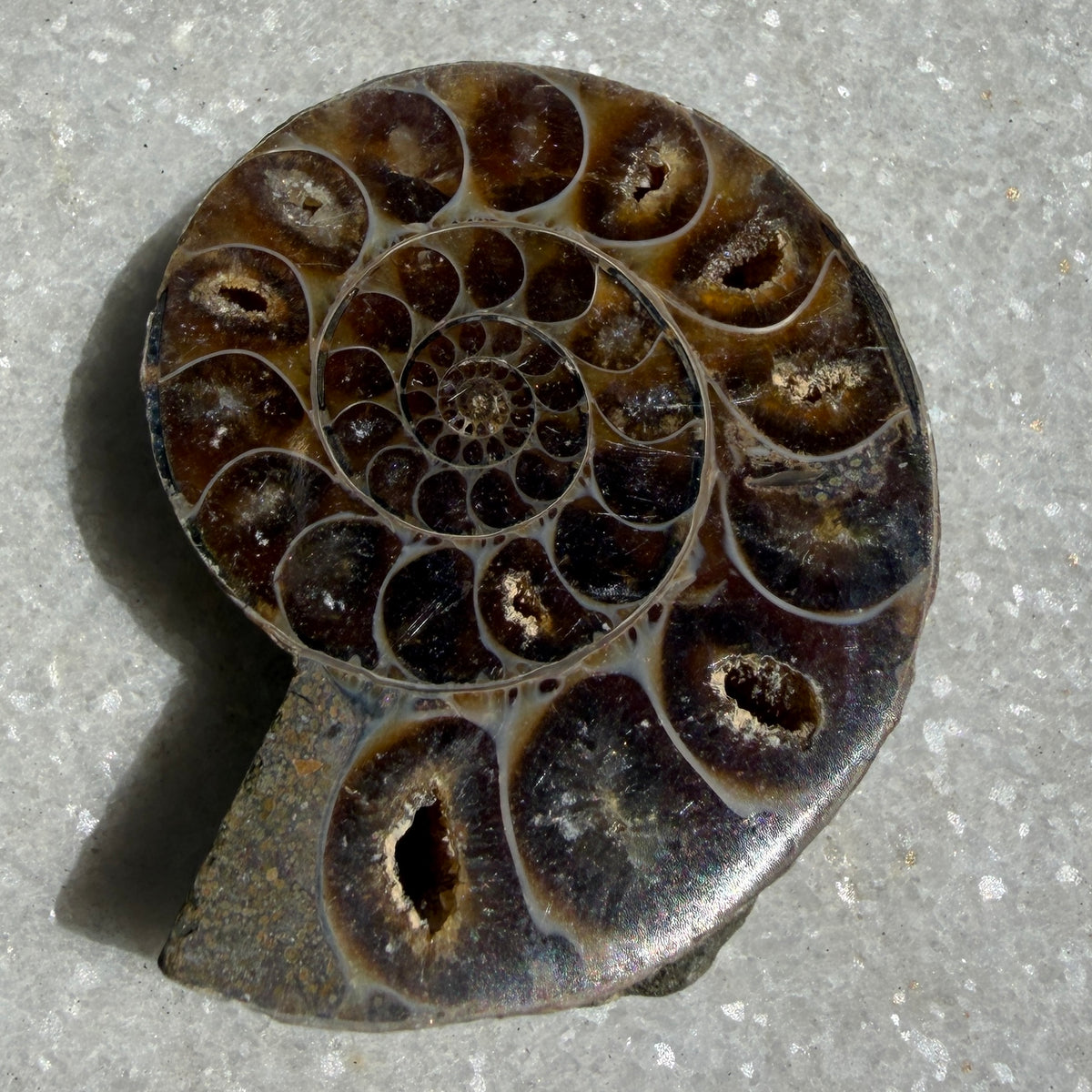 Wholesale Lot 1 lb Natural Ammonite Fossil Crystal Nice Quality Healing Energy