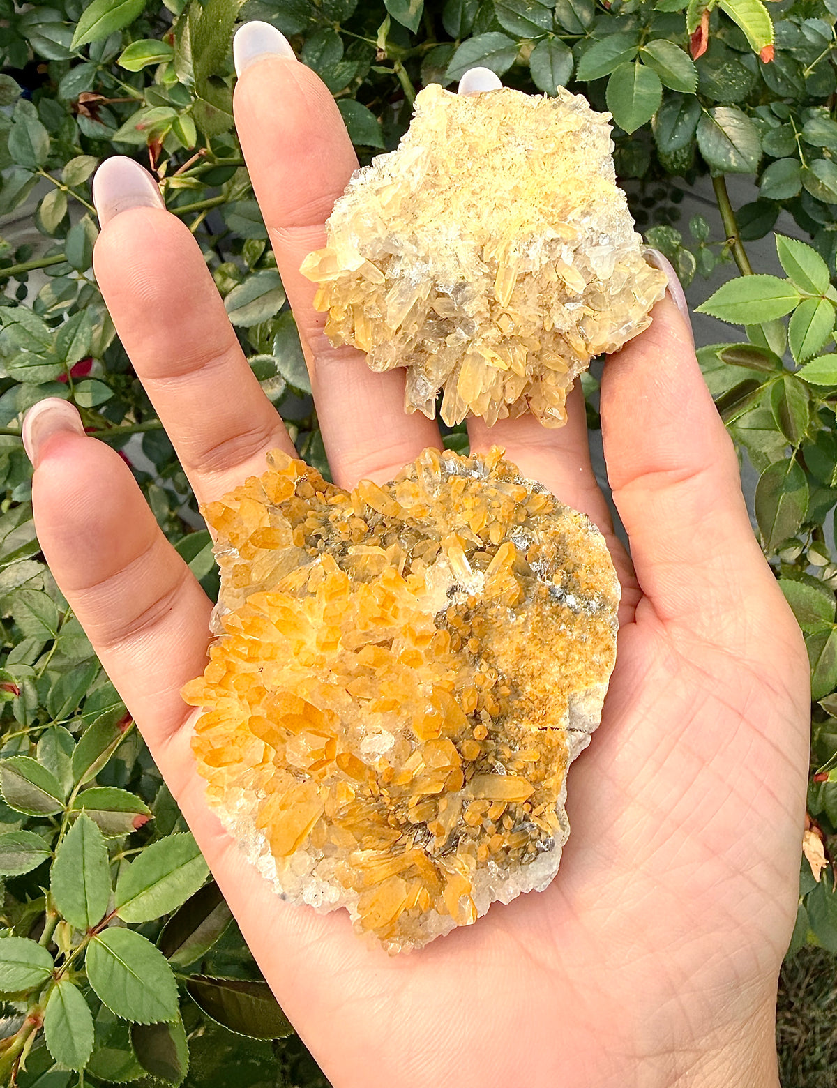 2 lbs Natural Yellow Chrysanthemum Quartz Cluster Crystal