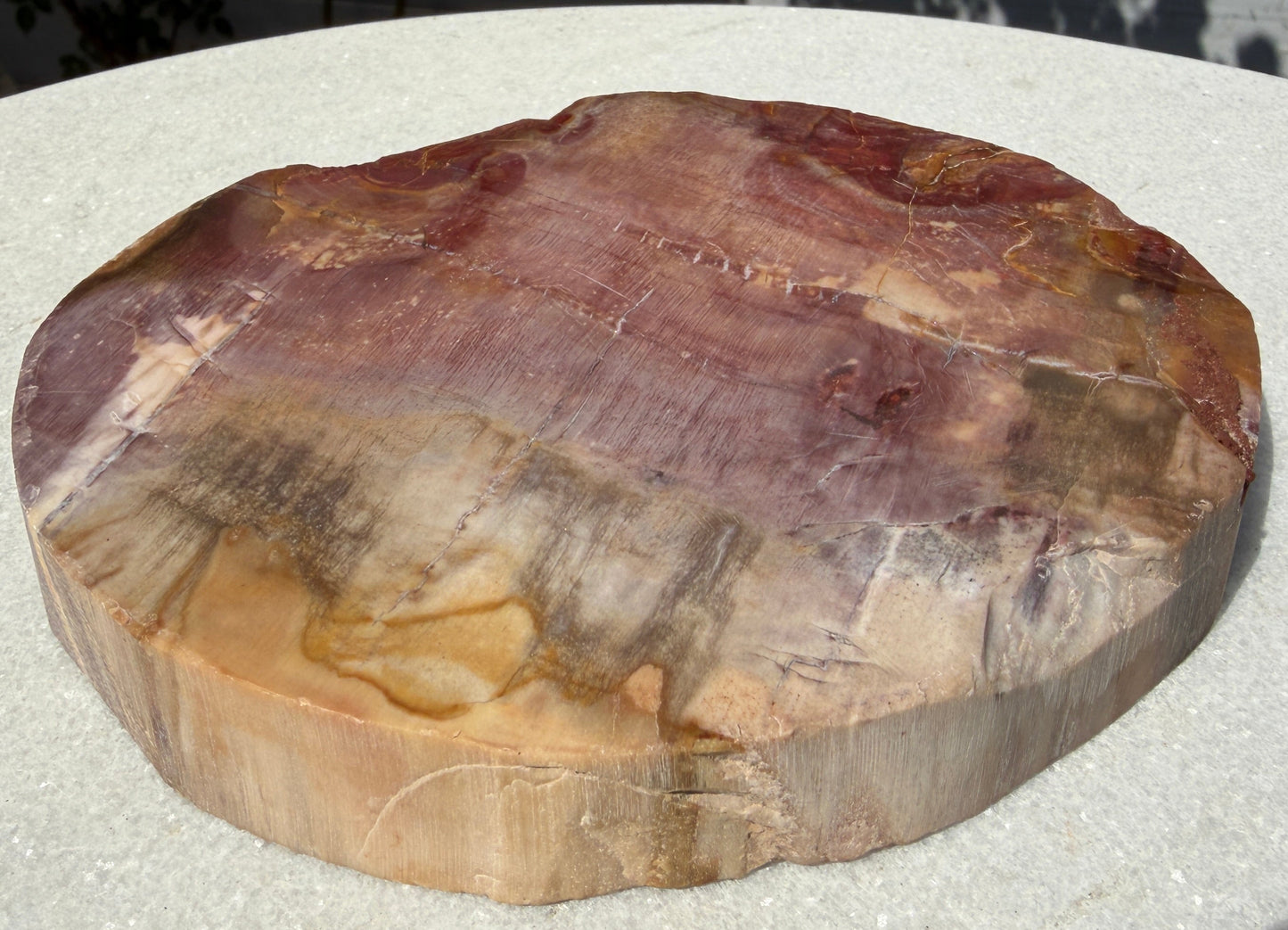 4 lbs Natural Petrified Wood Slabs Crystals Healing Energy
