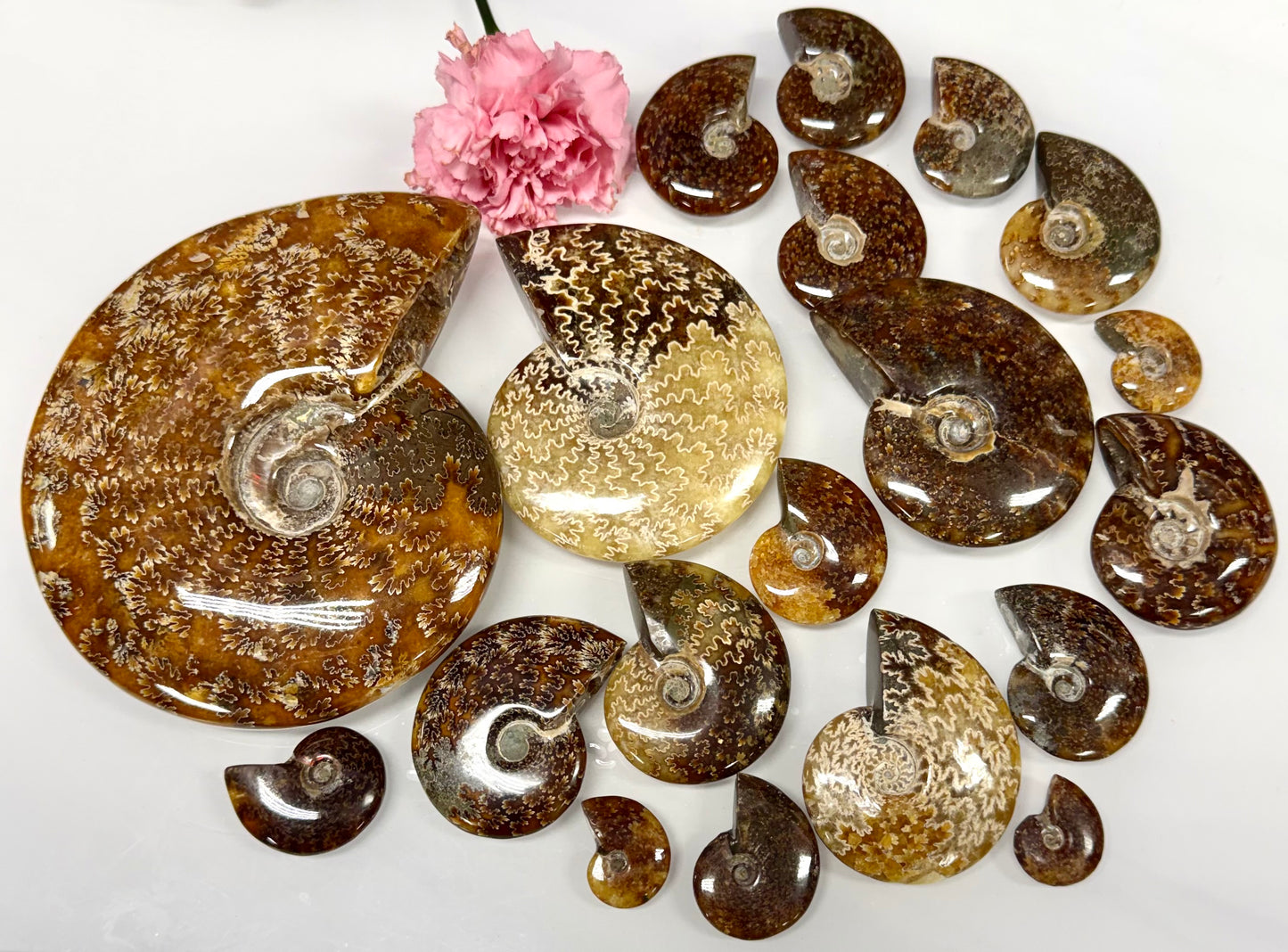 Wholesale Lot 3 lbs Natural Ammonite Fossil Crystal Healing Energy
