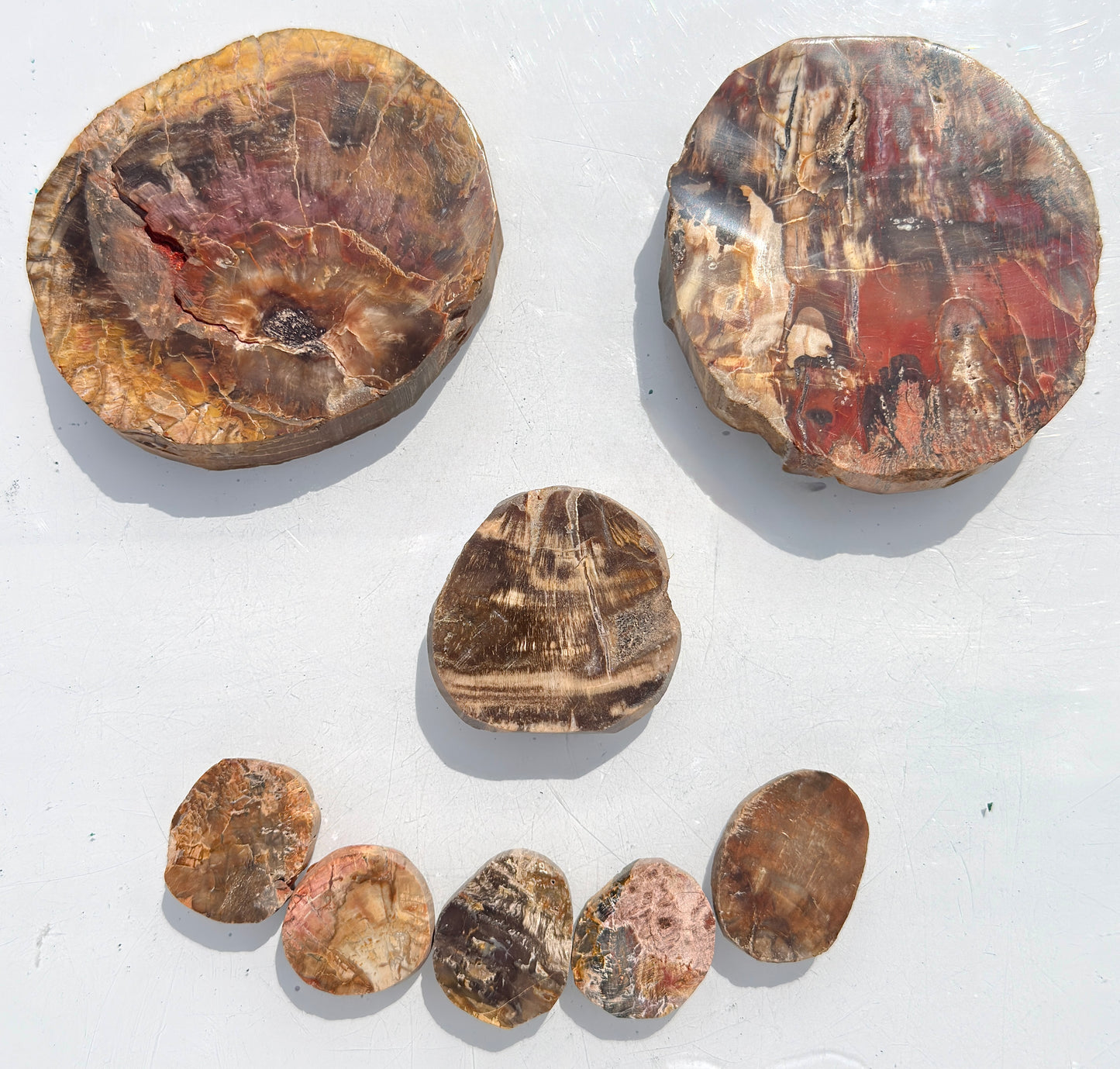 4 lbs Natural Petrified Wood Slabs Crystals Healing Energy