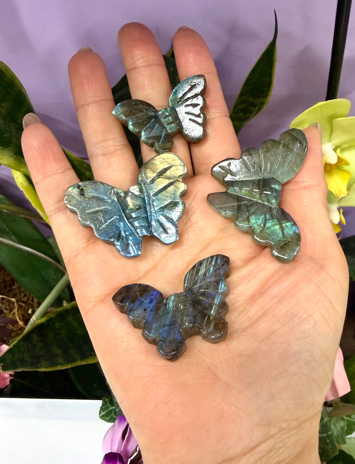 12 PCs Labradorite Butterfly Carving Natural Crystal Healing Energy