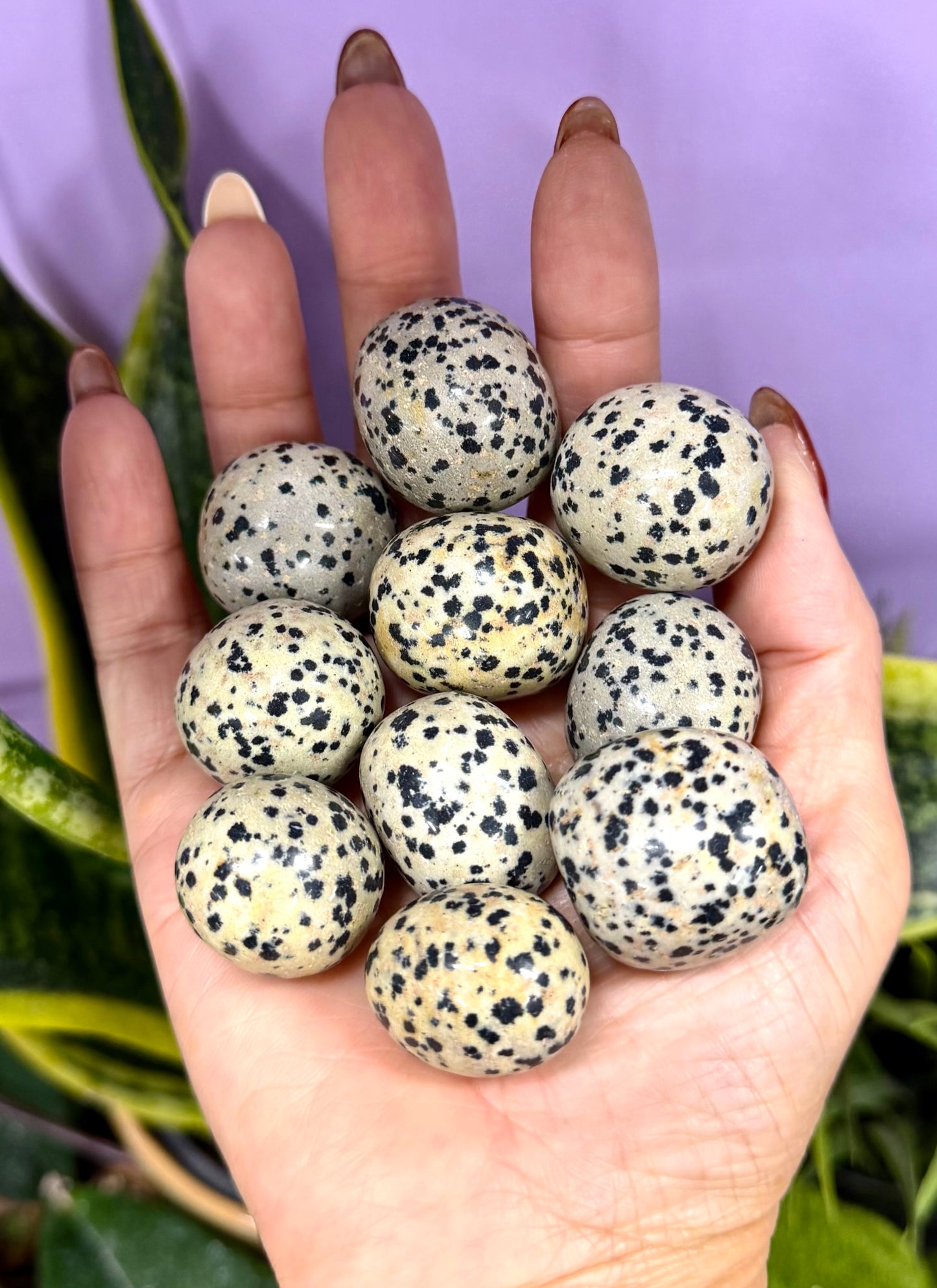 2 lbs Natural Dalmatian Jasper Tumble Crystal Healing Energy