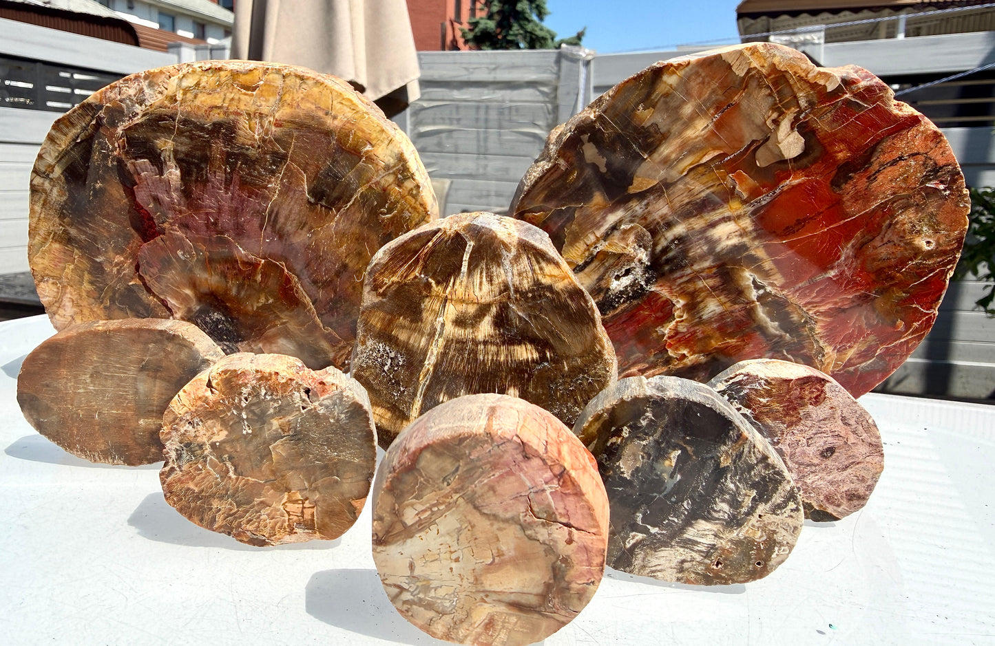 4 lbs Natural Petrified Wood Slabs Crystals Healing Energy