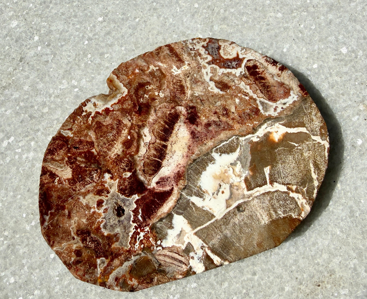 4 lbs Natural Petrified Wood Slabs Crystals Healing Energy
