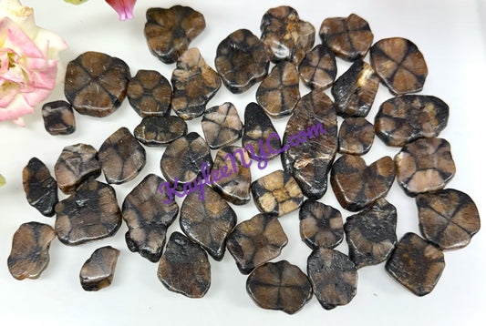 Wholesale Lot 1 lb Natural Chiastolite Tumble Crystal Healing Energy Nice Quality