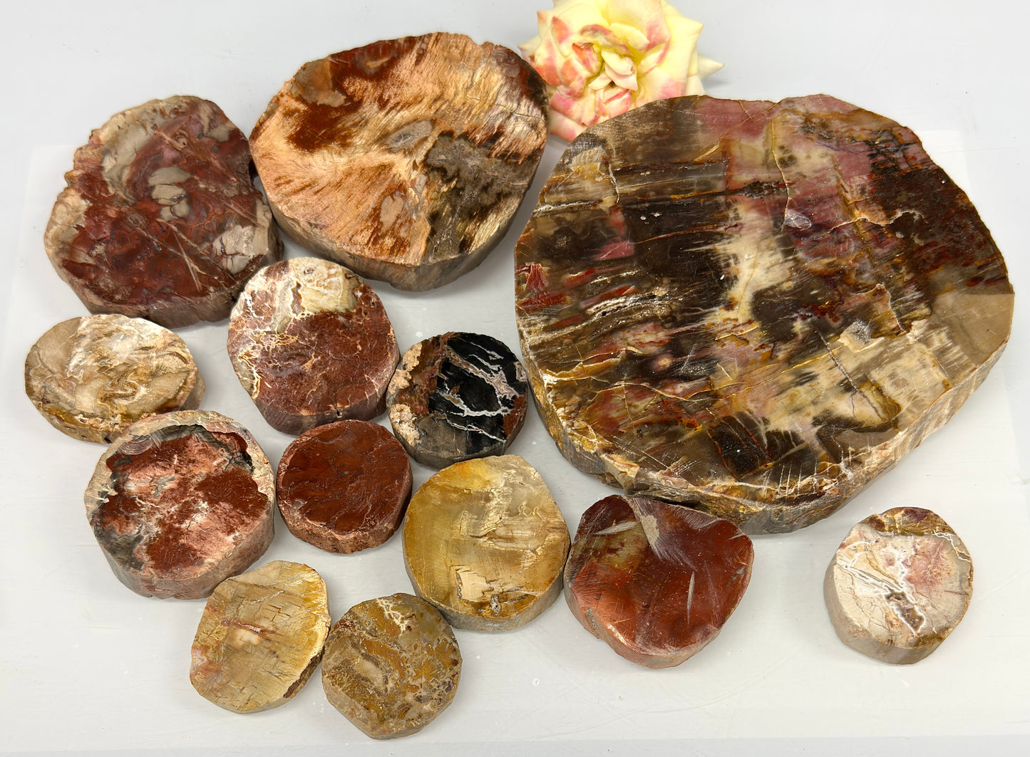 4 lbs Natural Petrified Wood Slabs Crystals Healing Energy