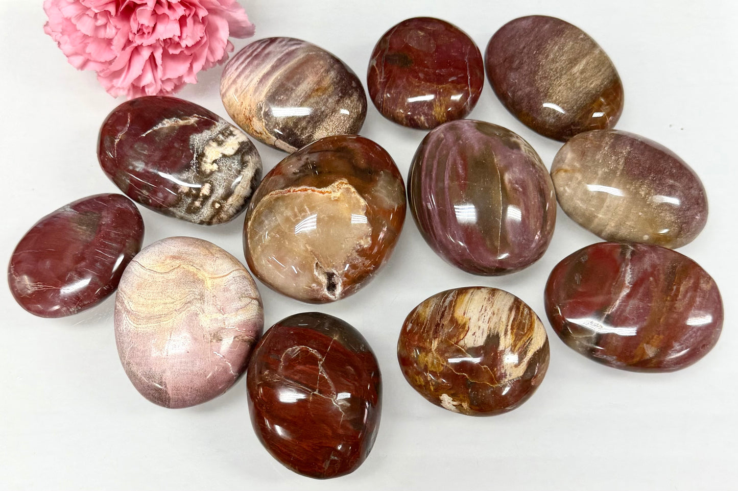 Wholesale 2 Lb Lot Natural Petrified Wood Palm Stones Crystal Natural Energy