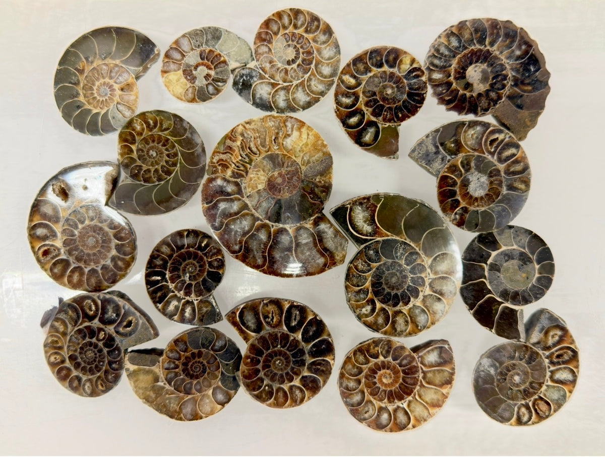 Wholesale Lot 1 lb Natural Ammonite Fossil Crystal Nice Quality Healing Energy