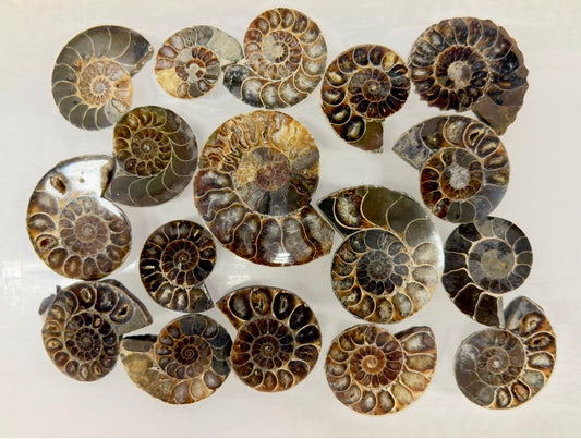 Wholesale Lot 1 lb Natural Ammonite Fossil Crystal Nice Quality Healing Energy
