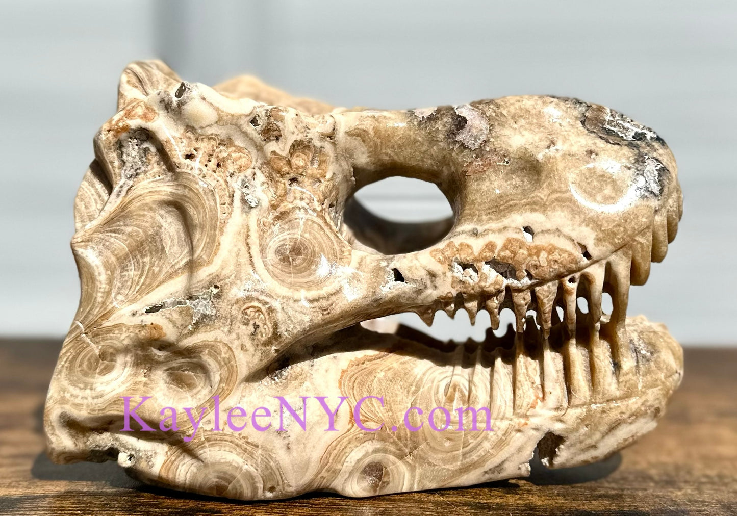 Wholesale lot 2 Pcs Large Natural Dinosaur Head