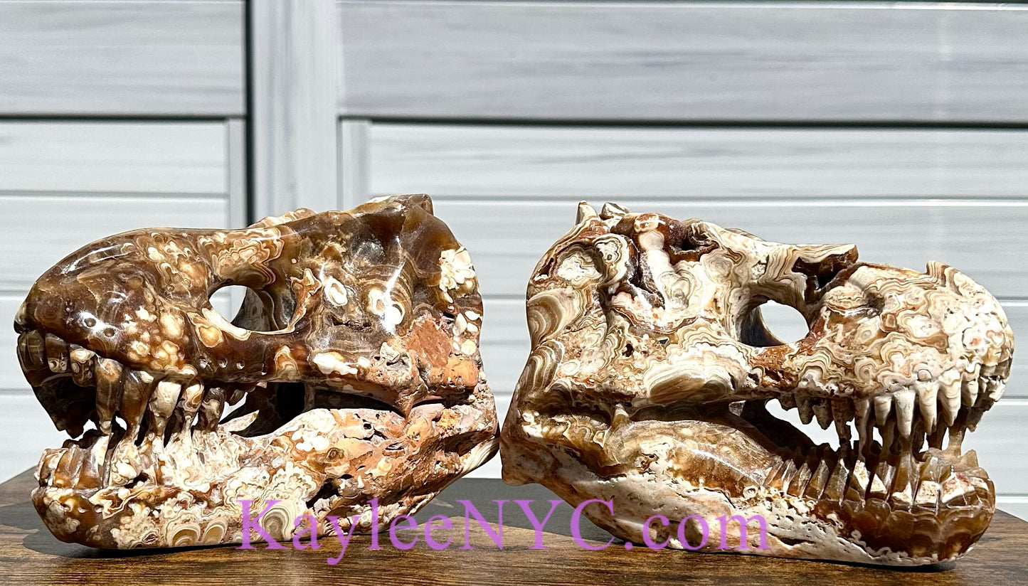 Wholesale lot 2 Pcs Large Natural Dinosaur Head