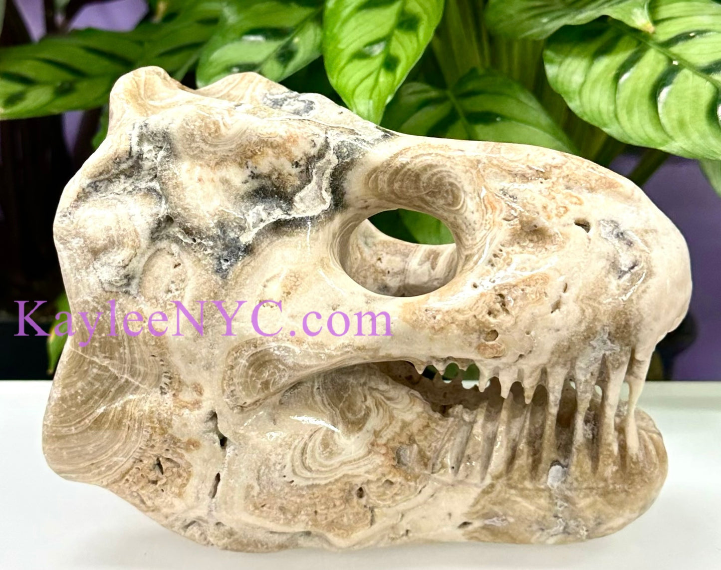 Wholesale lot 2 Pcs Large Natural Dinosaur Head