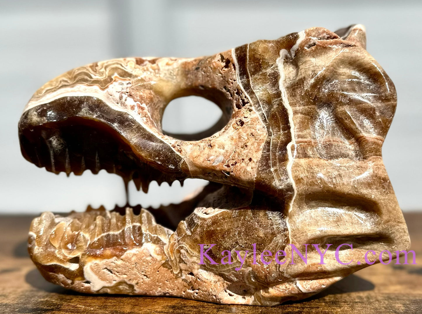 Wholesale lot 2 Pcs Large Natural Dinosaur Head