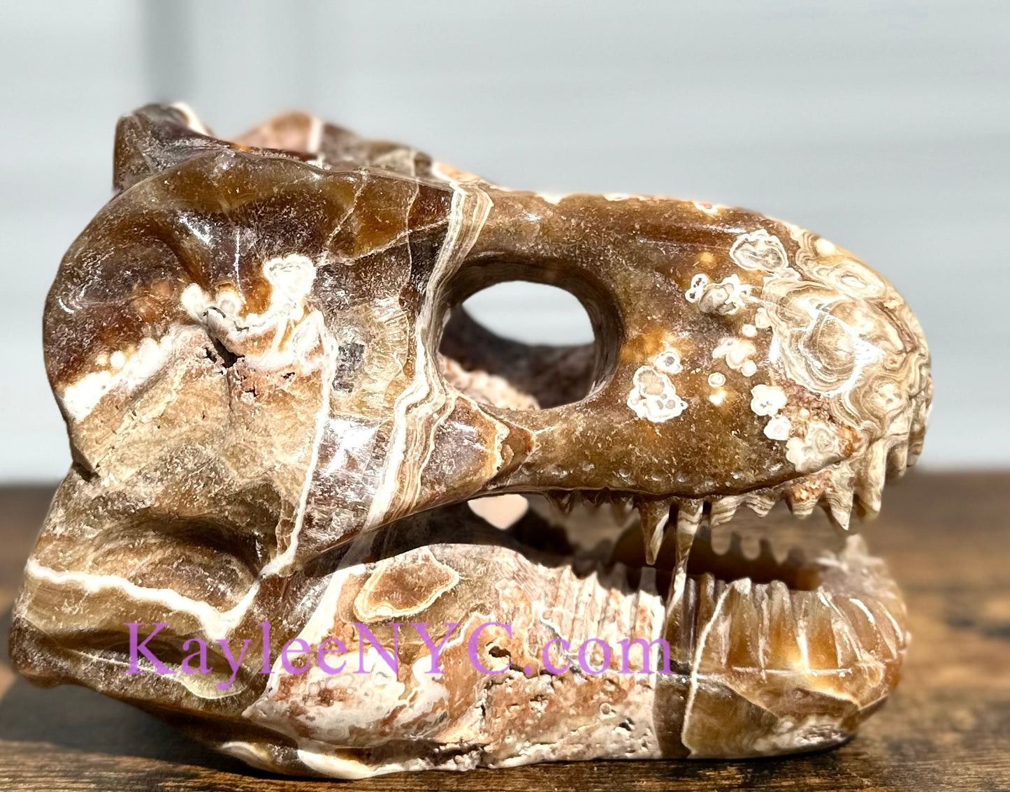 Wholesale lot 2 Pcs Large Natural Dinosaur Head