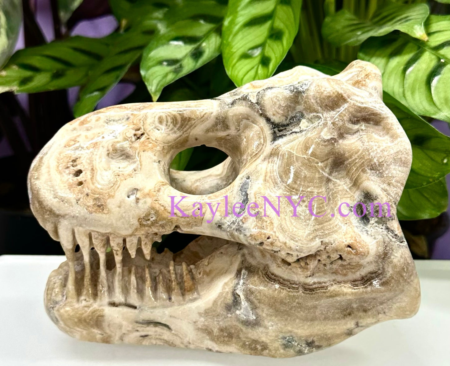 Wholesale lot 2 Pcs Large Natural Dinosaur Head