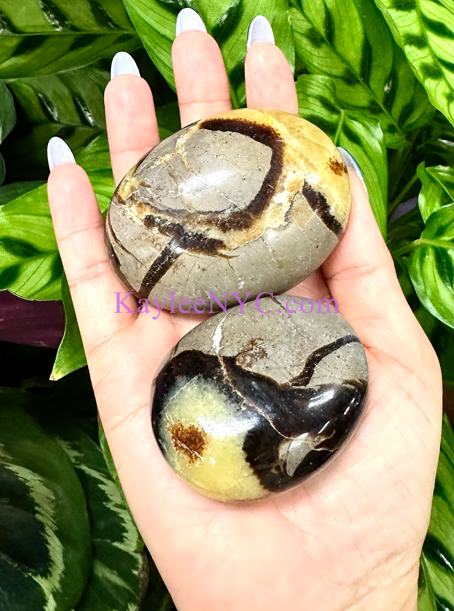 Wholesale 2 Lb Lot Natural Septarian Palm Stones Crystal Natural Energy