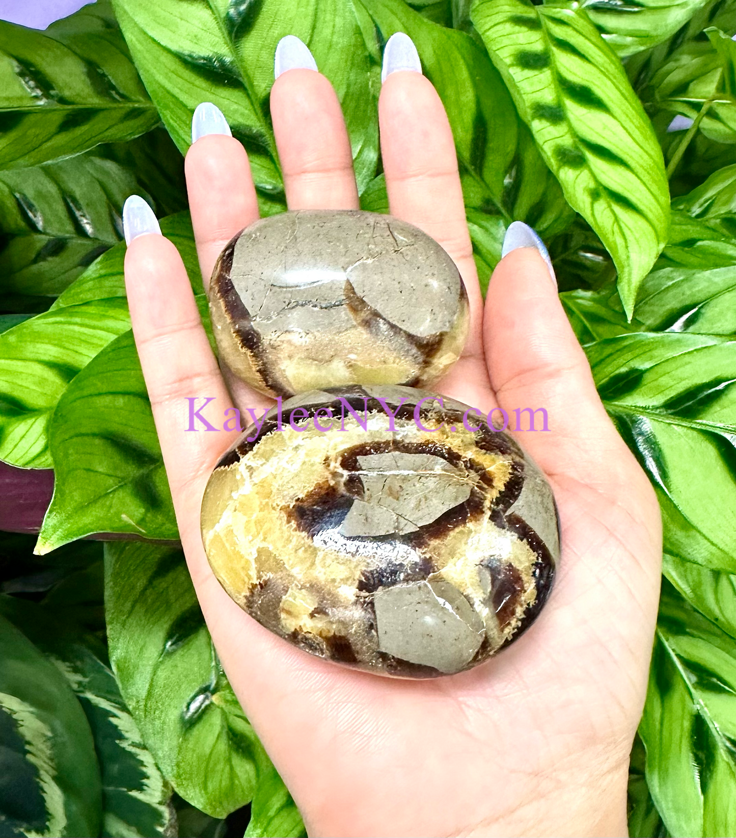 Wholesale 2 Lb Lot Natural Septarian Palm Stones Crystal Natural Energy