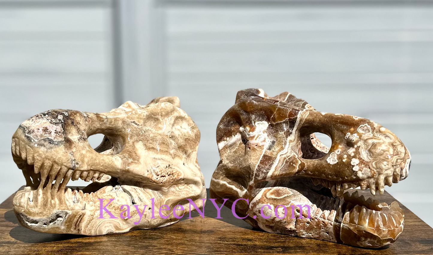 Wholesale lot 2 Pcs Large Natural Dinosaur Head