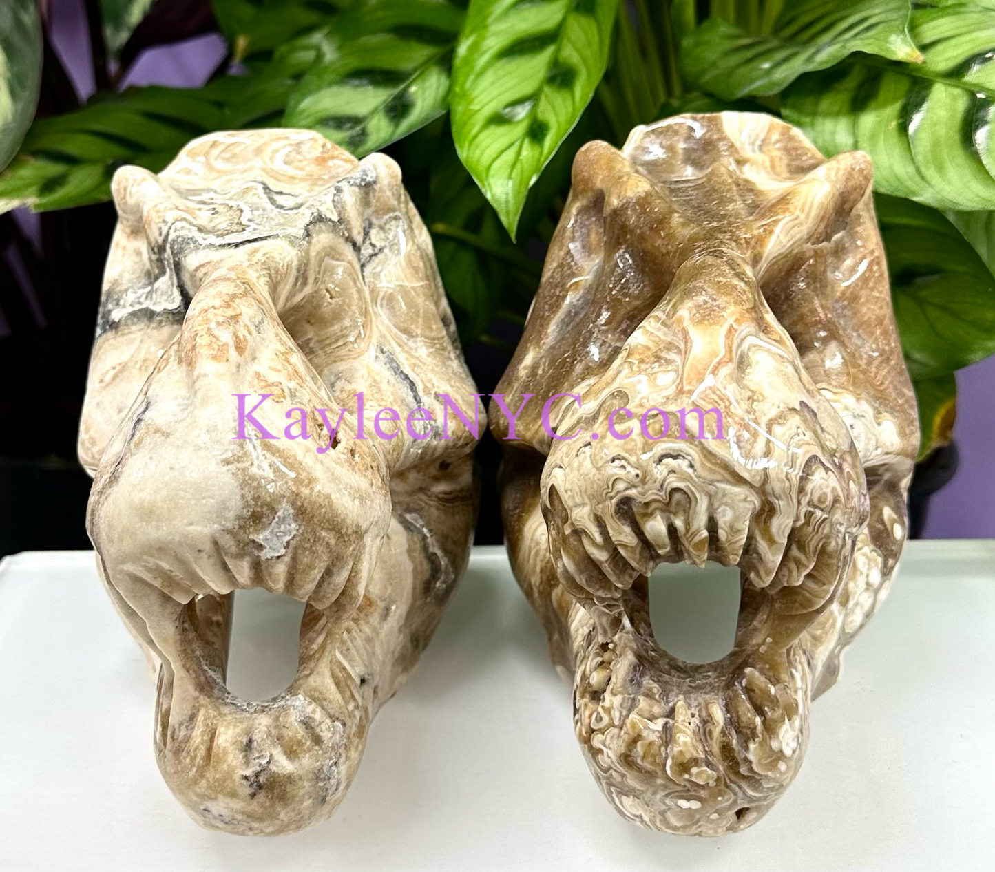 Wholesale lot 2 Pcs Large Natural Dinosaur Head