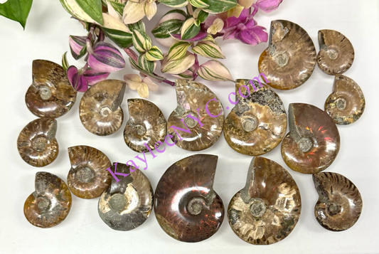 Wholesale Lot 1 lb Natural Ammonite Fossil Crystal Nice Quality Healing Energy