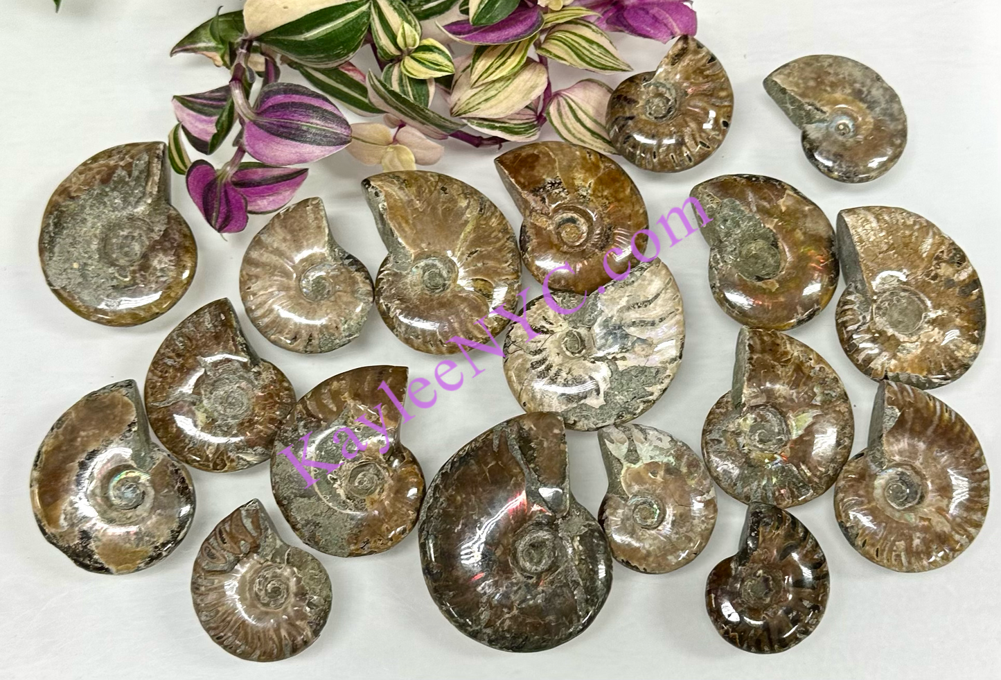 Wholesale Lot 1 lb Natural Ammonite Fossil Crystal Nice Quality Healing Energy