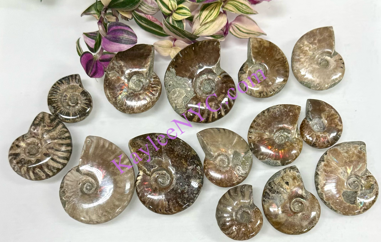 Wholesale Lot 1 lb Natural Ammonite Fossil Crystal Nice Quality Healing Energy