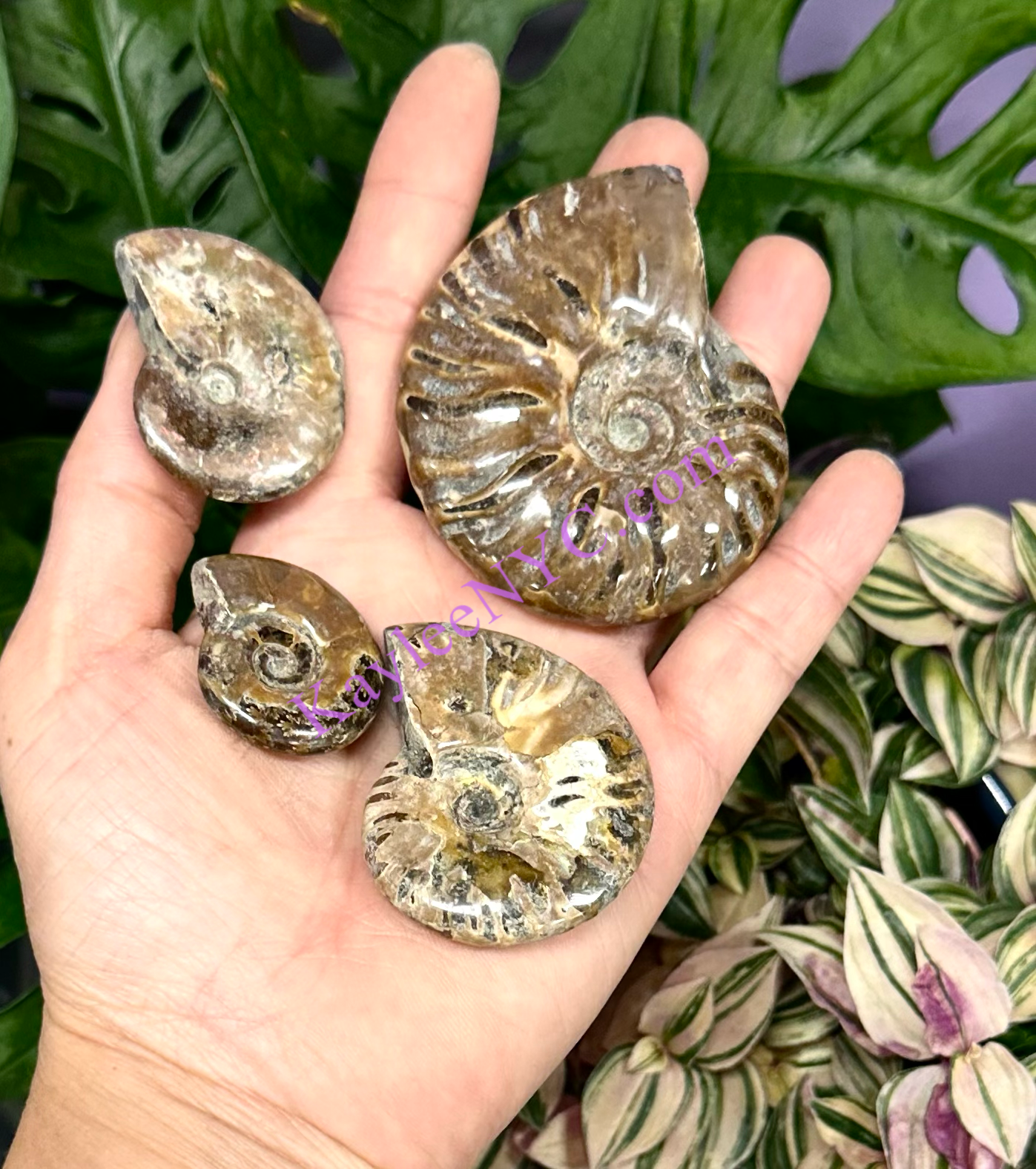 Wholesale Lot 1 lb Natural Ammonite Fossil Crystal Nice Quality Healing Energy