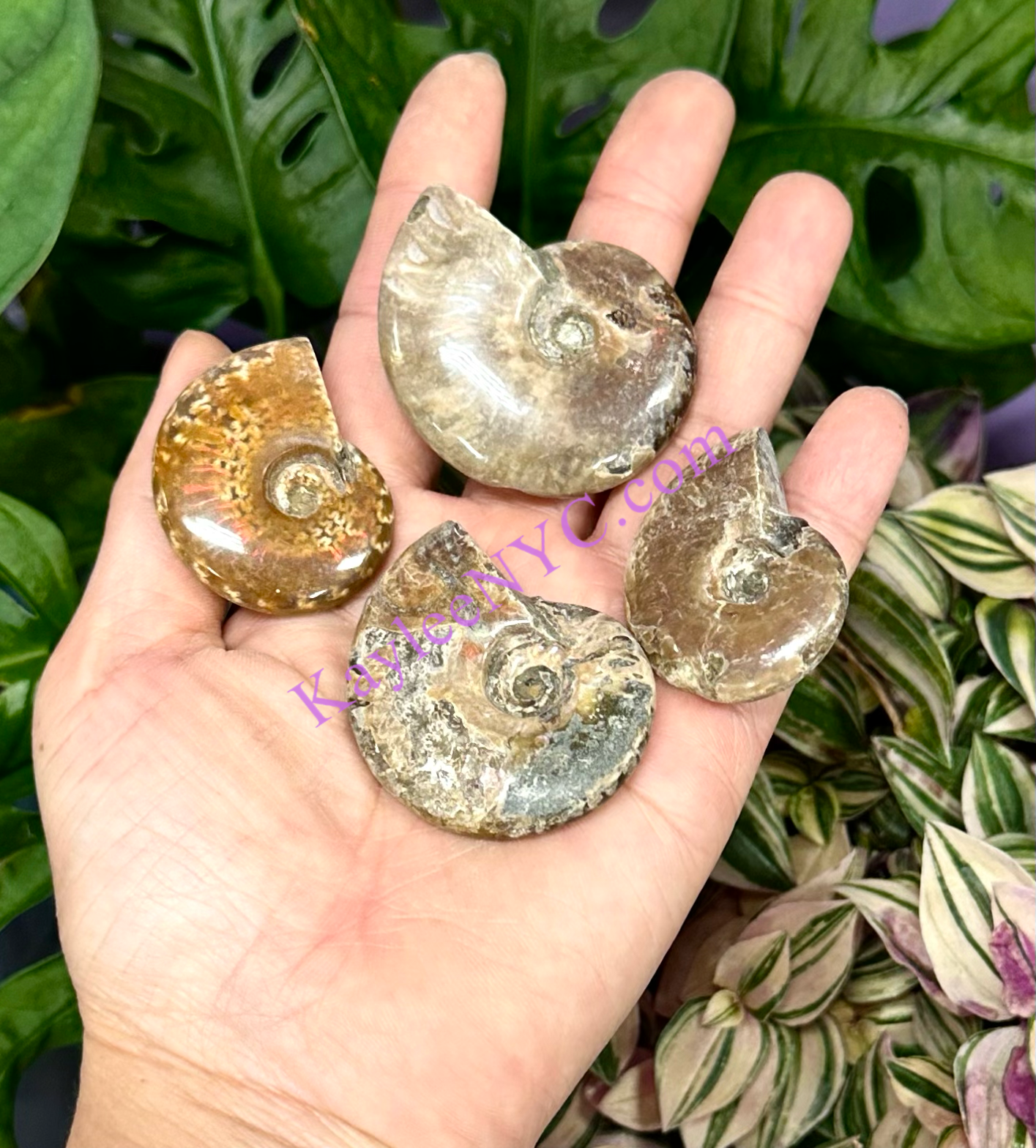 Wholesale Lot 1 lb Natural Ammonite Fossil Crystal Nice Quality Healing Energy