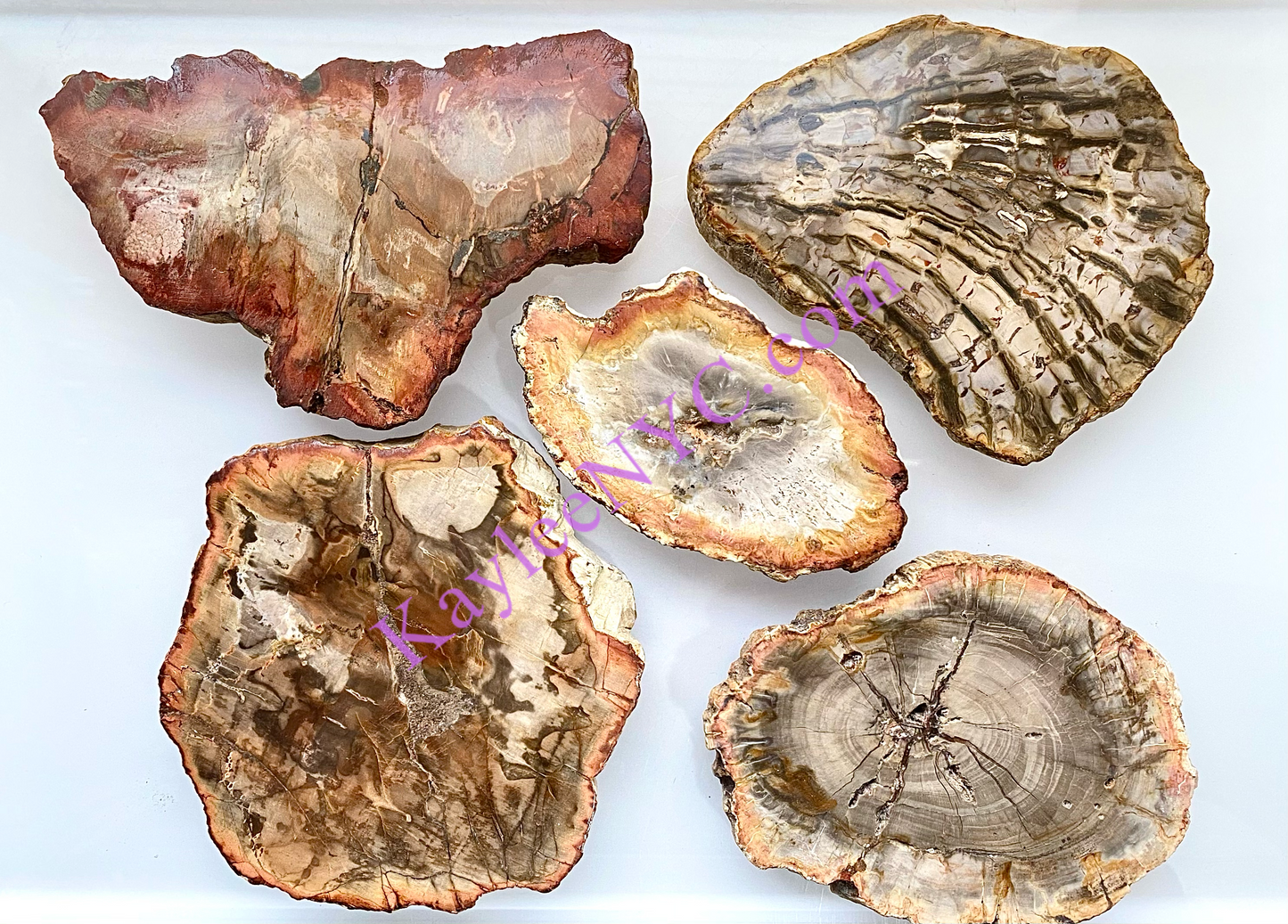 4-7 pcs Natural Petrified Wood Slab 3.8-4lbs