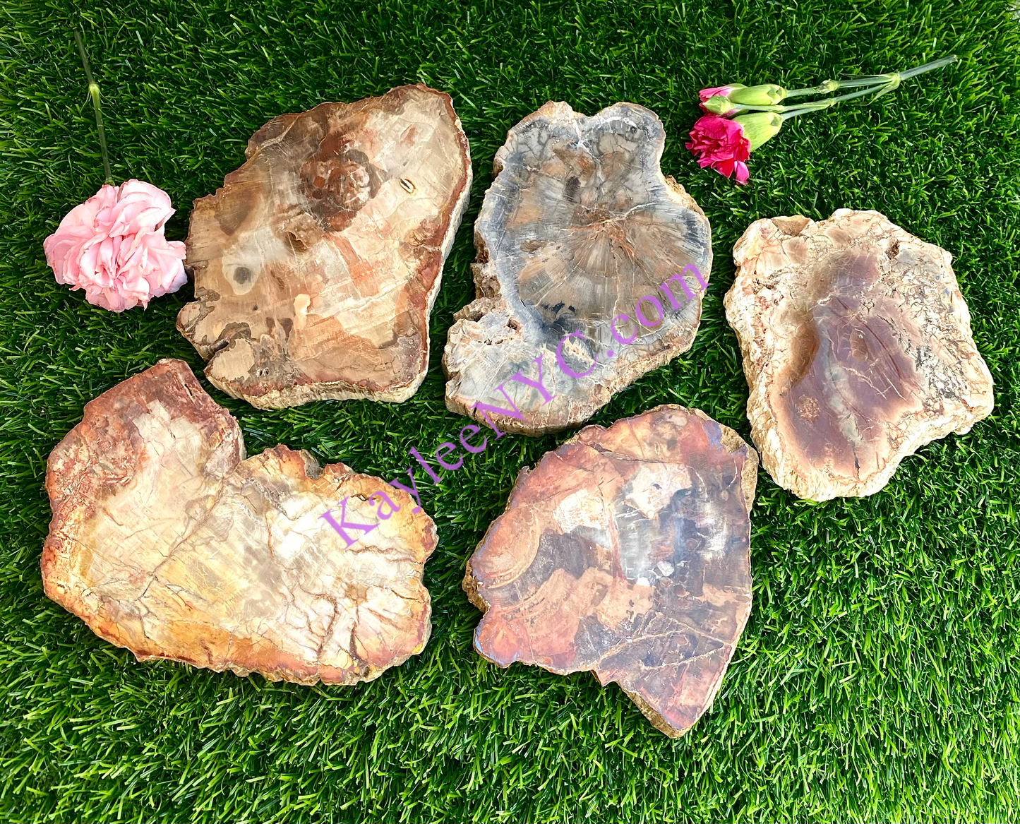 4-7 pcs Natural Petrified Wood Slab 3.8-4lbs