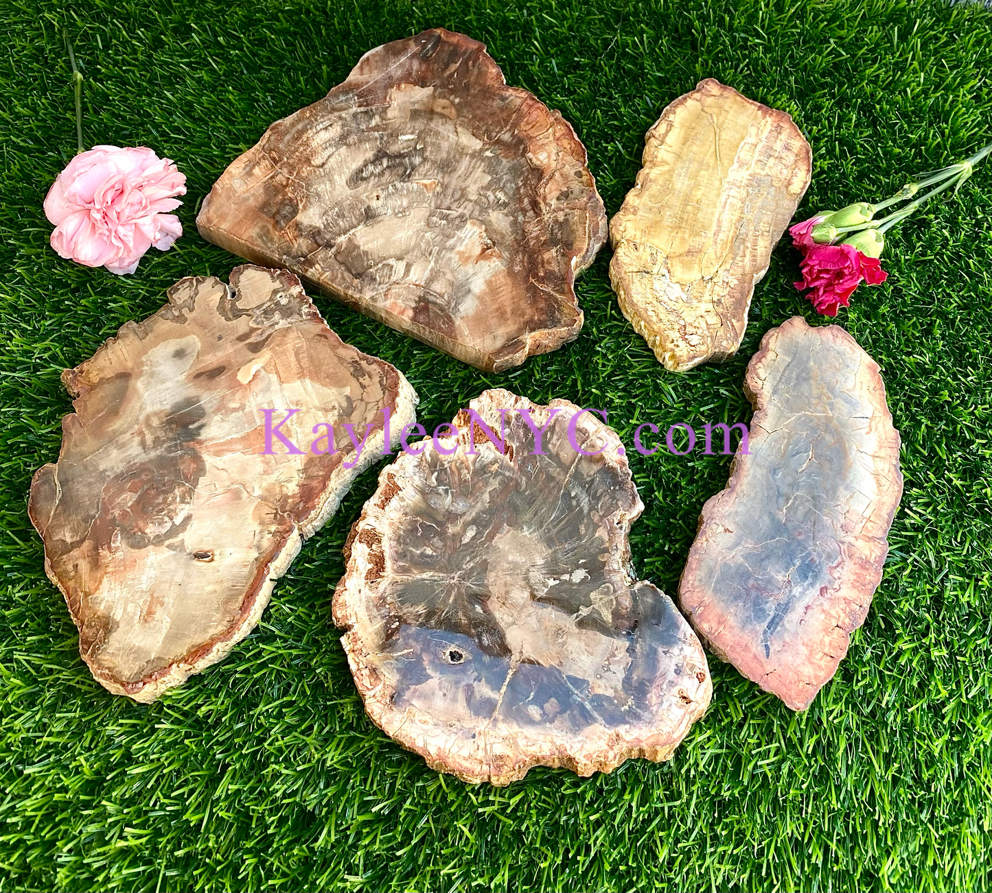 4-7 pcs Natural Petrified Wood Slab 3.8-4lbs