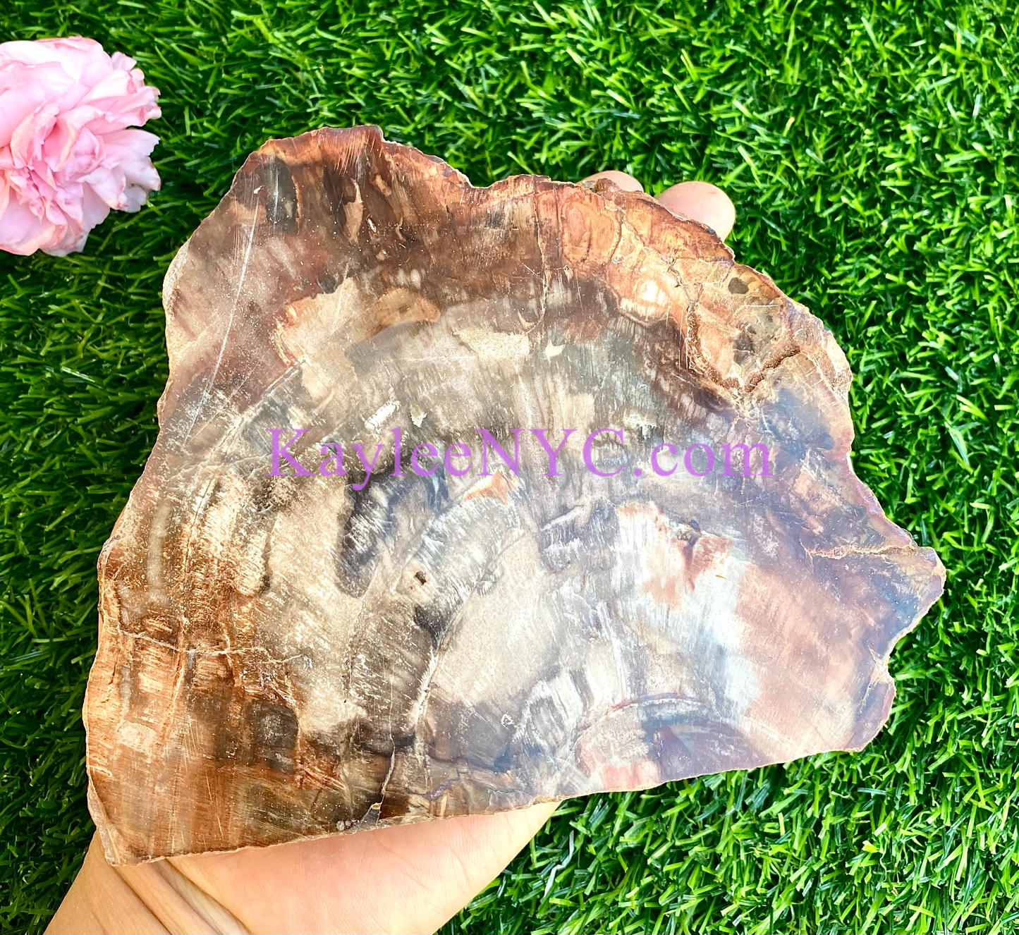 4-7 pcs Natural Petrified Wood Slab 3.8-4lbs