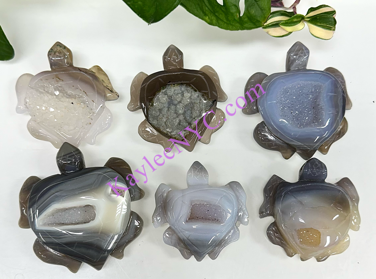 6 PCs Natural Druzy Agate Turtle