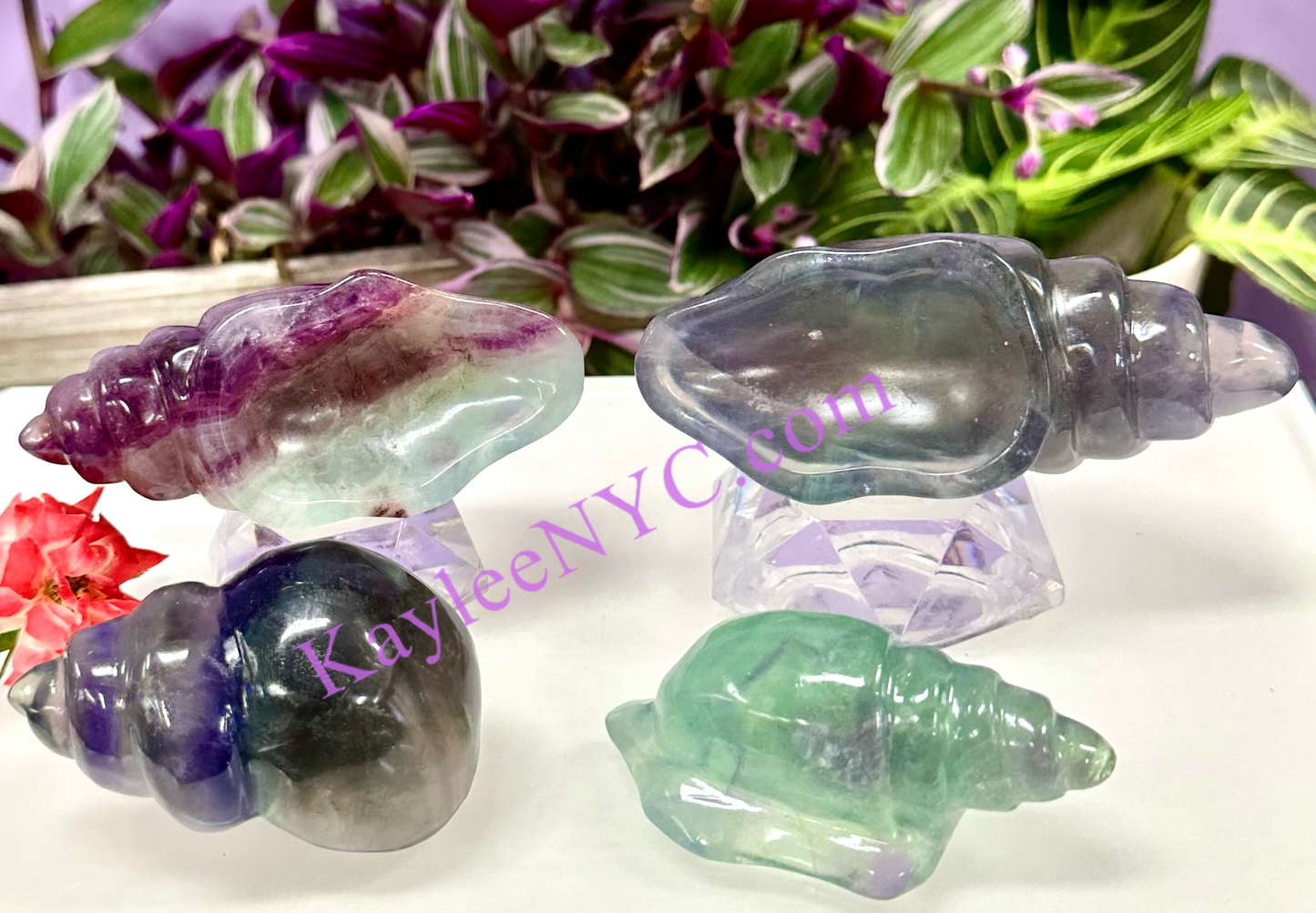 Wholesale Lot 4 Pcs Natural Fluorite Conch Crystal Healing Energy