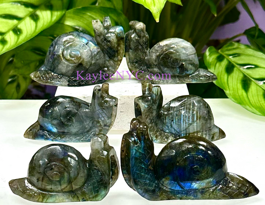 6 PCs Natural Labradorite Snails