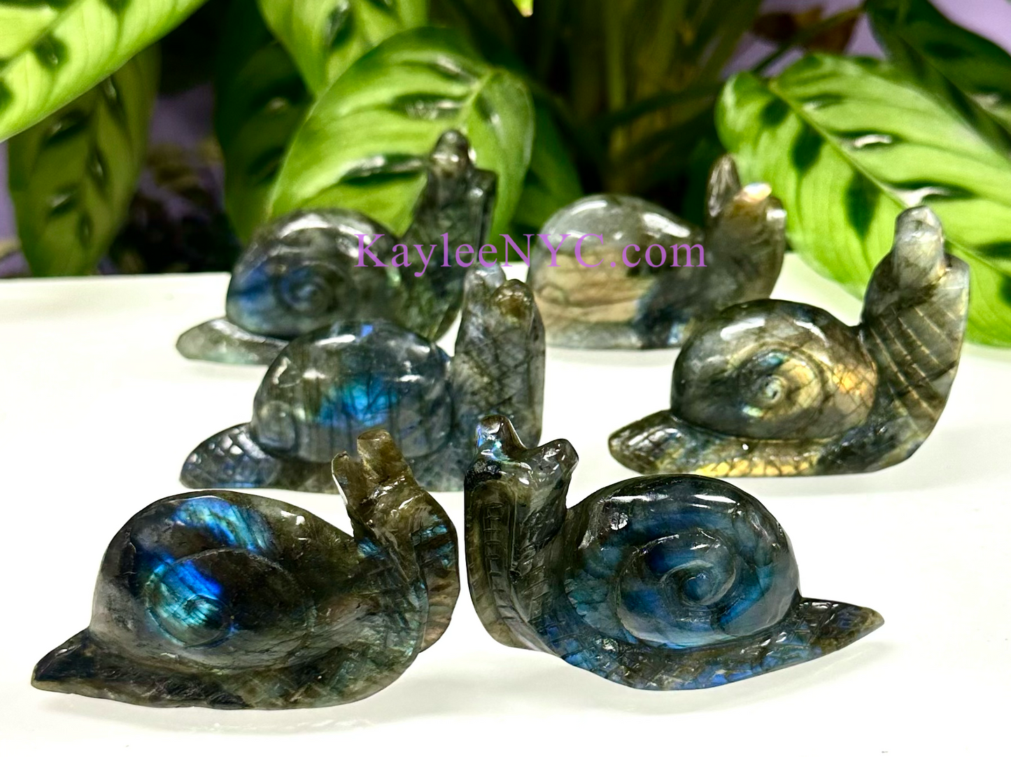 6 PCs Natural Labradorite Snails