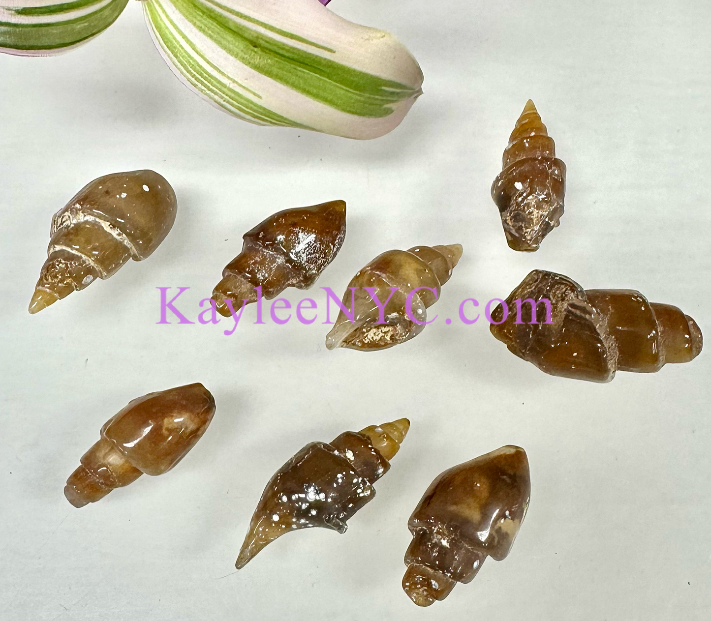 Wholesale Lot 8 PCs Natural Agate Shell Crystal Healing Energy