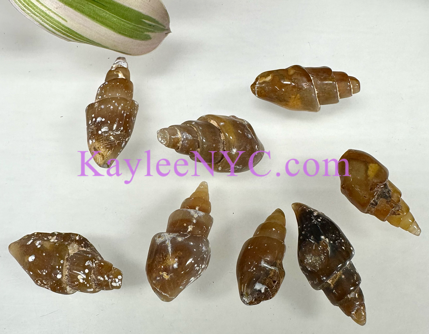 Wholesale Lot 8 PCs Natural Agate Shell Crystal Healing Energy