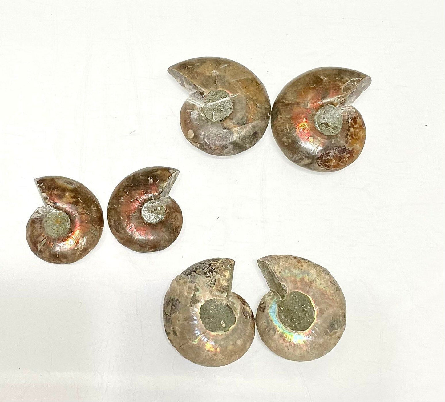 Wholesale Lot 1 lb Natural Ammonite Fossil Crystal Nice Quality Healing Energy