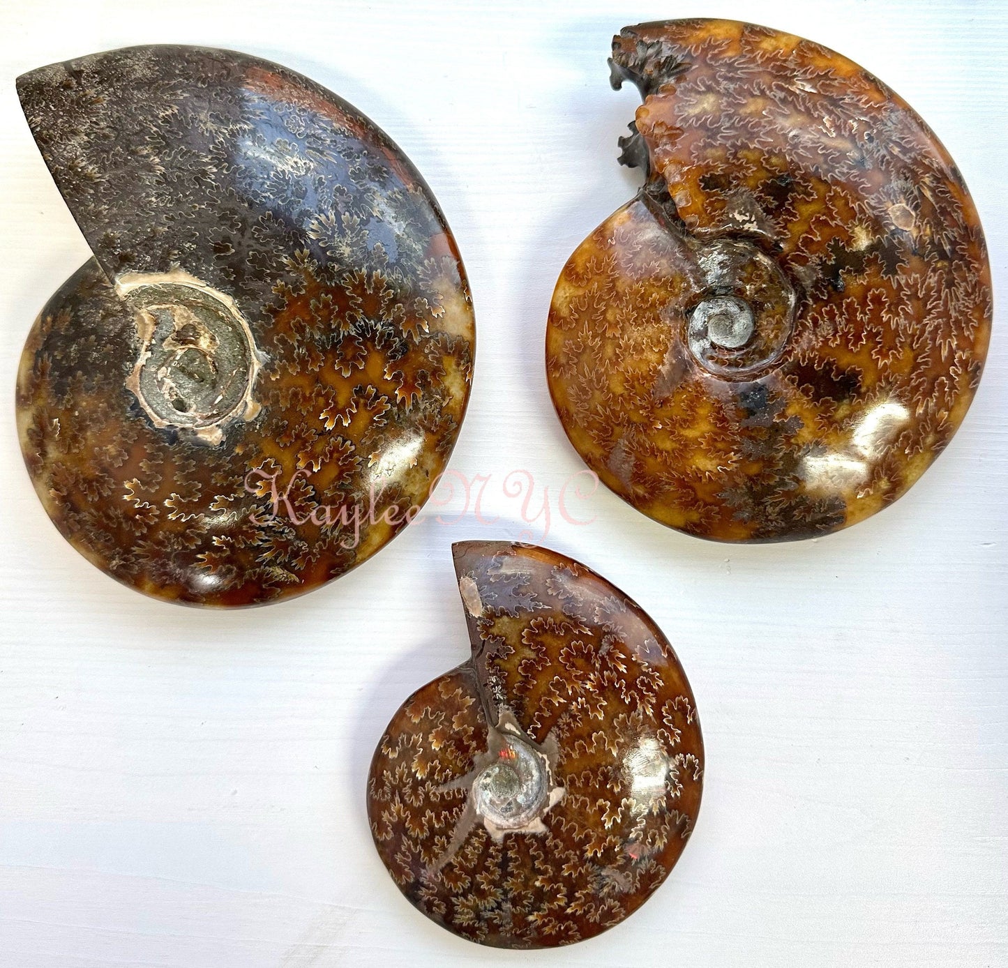 Wholesale Lot 3-4 PCs Natural Ammonite Fossil Crystal Nice Quality Healing Energy