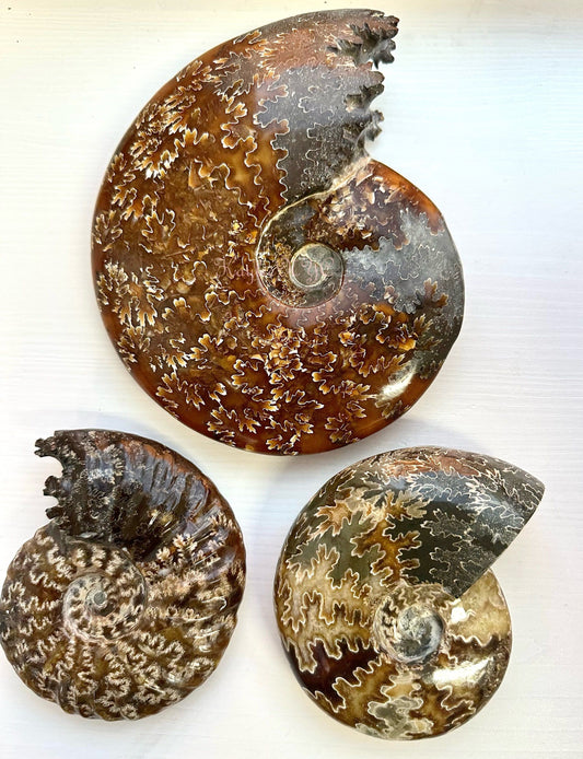 Wholesale Lot 3-4 PCs Natural Ammonite Fossil Crystal Nice Quality Healing Energy